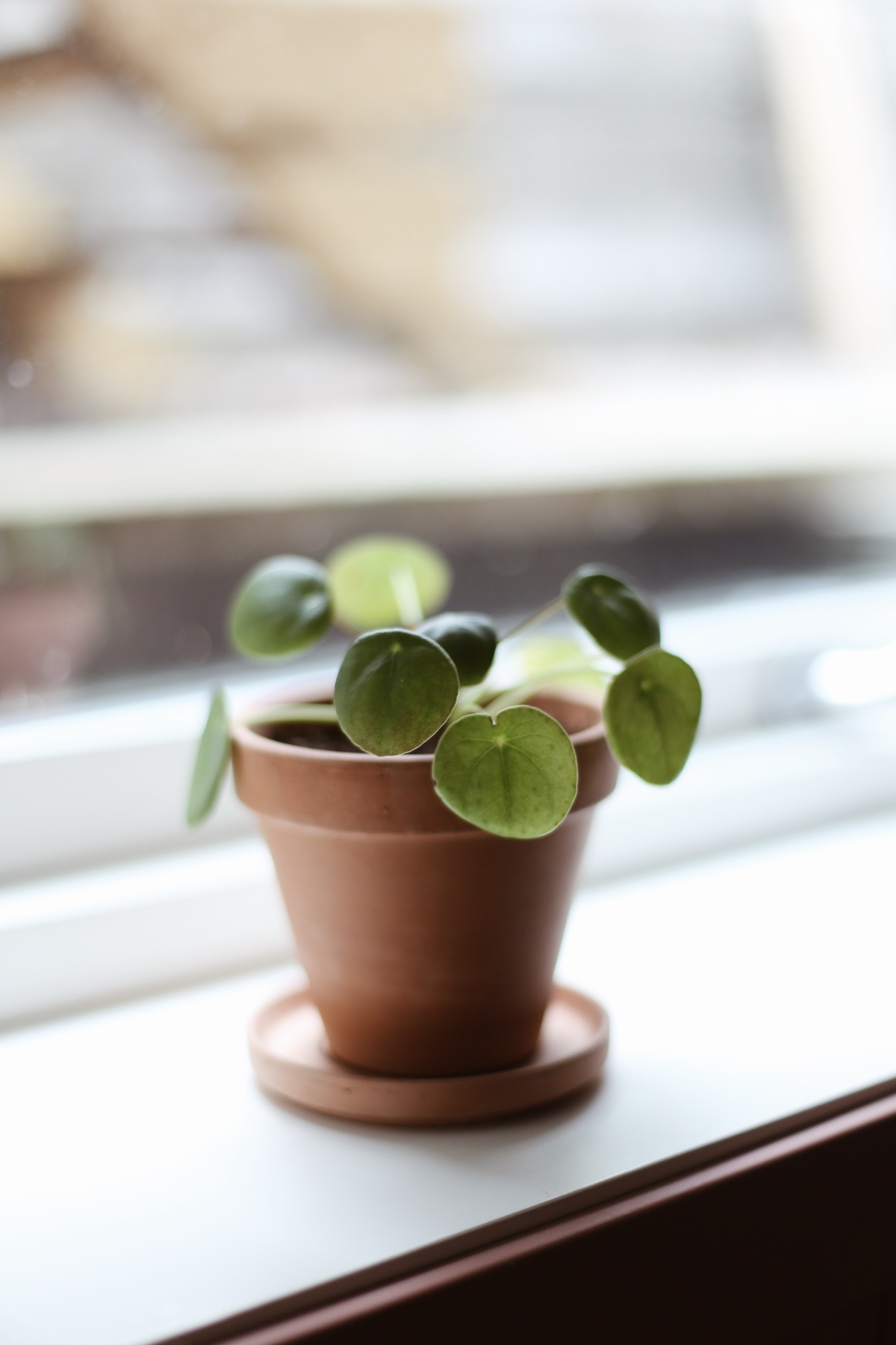 pilea i terrakotta